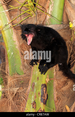 Black Lemur (Eulemur macaco), male adult, yawning, Nosy Komba, Madagascar, Africa Stock Photo