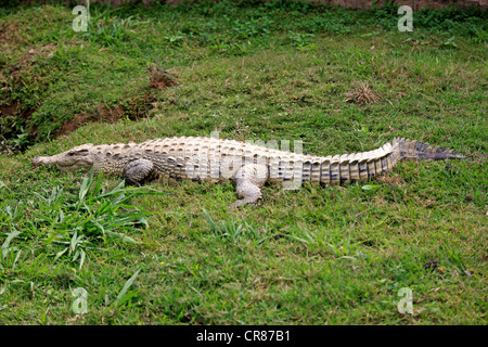 Malagasy Nile crocodile (Crocodylus niloticus madagascariensis), lying dormant, Nosy Be, Madagascar, Africa Stock Photo