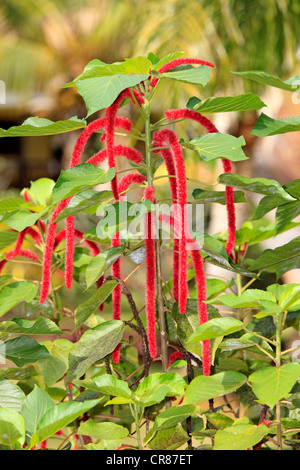 Chenille Plant or Red-hot Cattail (Acalypha hispida), shrub, flowering, Nosy Be, Madagascar, Africa Stock Photo