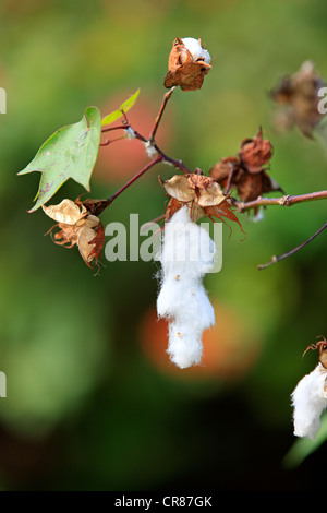 Kapok or Cotton Tree (Bombax ceiba), fruit, Nosy Be, Madagascar, Africa Stock Photo