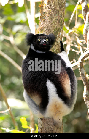 Indri or Babakoto (Indri indri), Perinet Reserve, Andasibe, Madagascar, Africa Stock Photo