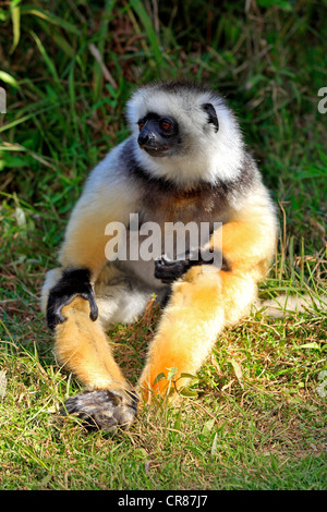 Diademed Sifaka (Propithecus diadema), adult, Madagascar, Africa Stock Photo