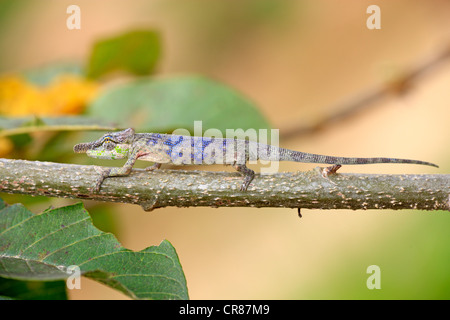 Big-nosed Chameleon (Calumma nasutum), male, foraging, Madagascar, Africa Stock Photo
