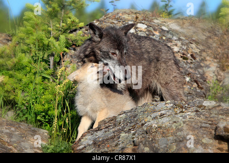 Eastern Wolf (Canis lupus lycaon), adult female and pup, eight weeks, begging, Montana, USA, North America Stock Photo