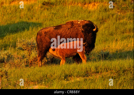 American Bison (Bison bison) Grazing herd in early spring, Theodore Roosevelt National Park (South Unit), North Dakota, USA Stock Photo