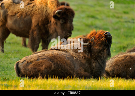 American Bison (Bison bison) Grazing herd in early spring, Theodore Roosevelt National Park (South Unit), North Dakota, USA Stock Photo