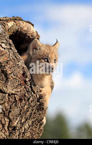 Canada lynx (Lynx canadensis), young, eight weeks, den, tree trunk ...