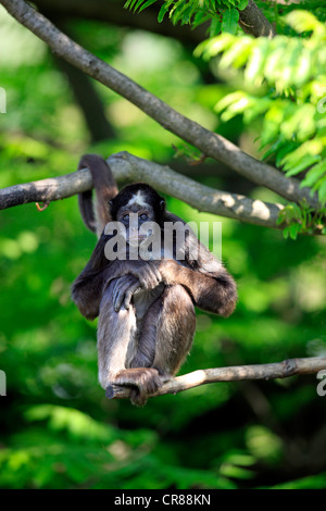 Brown spider monkey, variegated spider monkey (Ateles belzebuth hybridus), sitting, tree, South America Stock Photo