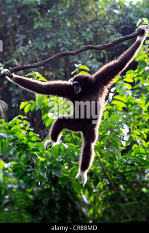 Lar or White-handed gibbon (Hylobates lar), on tree, Singapore, Asia Stock Photo