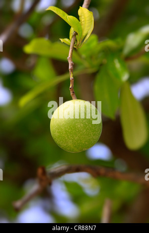 Fruit on a Suicide Tree, Pong-pong or Othalanga (Cerbera odollam), Kota Kinabalu, Sabah, Borneo, Malaysia, Asia Stock Photo