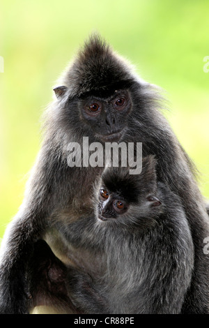 Silvery lutung, Silvered leaf monkey or Silvery langur (Trachypithecus cristatus), mother with young, Labuk Bay, Sabah, Borneo Stock Photo