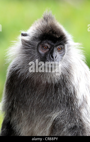 Silvery lutung, Silvered leaf monkey or Silvery langur (Trachypithecus cristatus), Labuk Bay, Sabah, Borneo, Malaysia, Asia Stock Photo