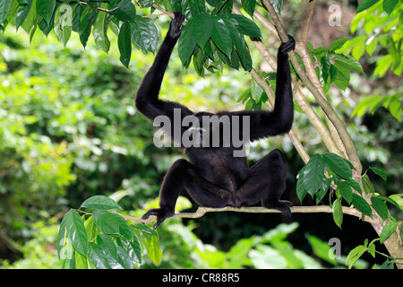 Agile gibbon or Black-handed gibbon (Hylobates agilis), Singapore, Asia Stock Photo