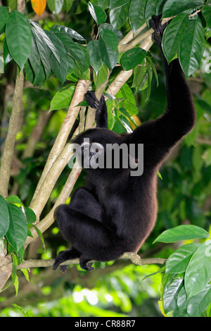 Agile gibbon or Black-handed gibbon (Hylobates agilis), Singapore, Asia Stock Photo