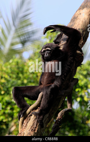 Agile gibbon or Black-handed gibbon (Hylobates agilis), Singapore, Asia Stock Photo