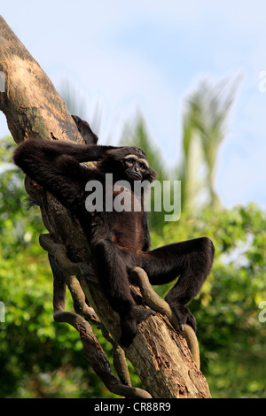 Agile gibbon or Black-handed gibbon (Hylobates agilis), Singapore, Asia Stock Photo