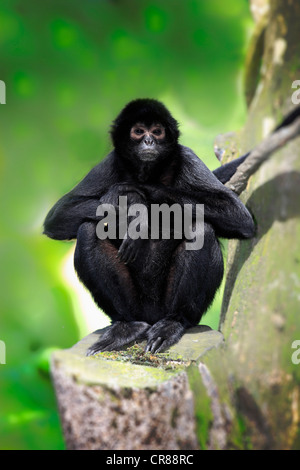 Guiana spider monkey, or red-faced black spider monkey (Ateles paniscus), on tree, Singapore, Asia Stock Photo