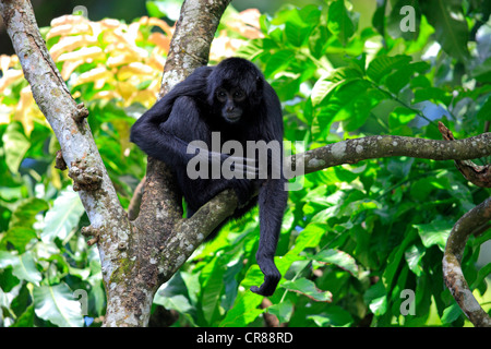 Guiana spider monkey, or red-faced black spider monkey (Ateles paniscus), on tree, Singapore, Asia Stock Photo