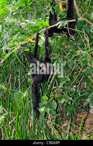 Peruvian spider monkey (Ateles chamek), hanging on tree, Singapore, Asia Stock Photo