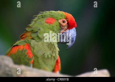 Red-fronted Macaw (Ara rubrogenys), portrait, Singapore, Asia Stock Photo