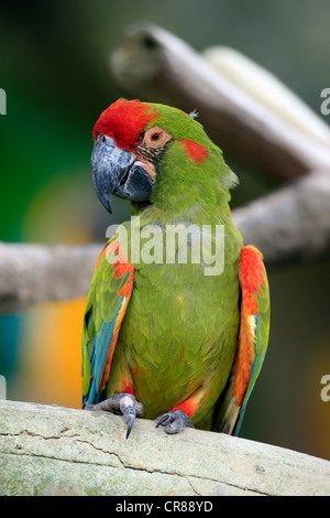 Red-fronted Macaw (Ara rubrogenys), Singapore, Asia Stock Photo