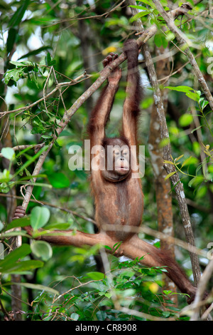 Bornean orangutan (Pongo pygmaeus), half-grown young climbing on tree, Sabah, Borneo, Malaysia, Asia Stock Photo