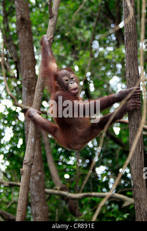 Orangutan (Pongo pygmaeus), half-grown young climbing tree, Sabah, Borneo, Malaysia, Asia Stock Photo