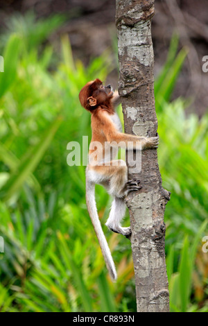 Proboscis Monkey or Long-nosed monkey (Nasalis larvatus), young climbing on tree, Labuk Bay, Sabah, Borneo, Malaysia, Asia Stock Photo