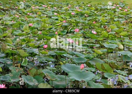 Indian lotus (Nelumbo nucifera), flowers, Kota Kinabalu, Sabah, Malaysia, Borneo, Southeast Asia Stock Photo