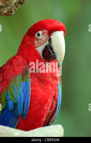 Red-and-green Macaw (Ara chloroptera), Singapore, Southeast Asia Stock Photo