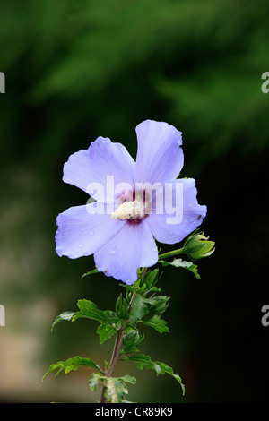 Hibiscus, Rose of Sharon, Shrub Althea or Rose Althea (Hibiscus syriacus), flowering Stock Photo