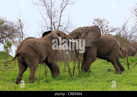 African Bush Elephants (Loxodonta africana), bulls fighting, Sabi Sabi Game Reserve, Kruger National Park, South Africa, Africa Stock Photo