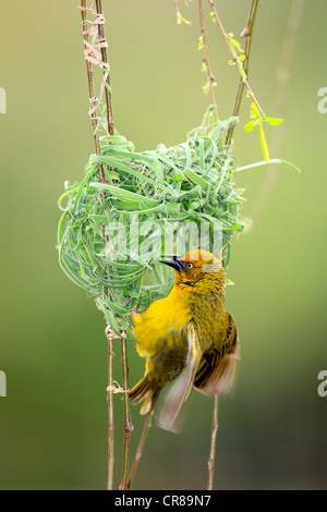 Cape Weaver (Textor capensis), male, courtship behaviour, nest, Stellenbosch, South Africa, Africa Stock Photo