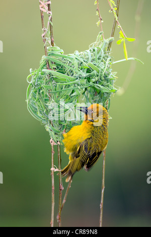 Cape weaver (Textor capensis), male on nest, Stellenbosch, South Africa, Africa Stock Photo