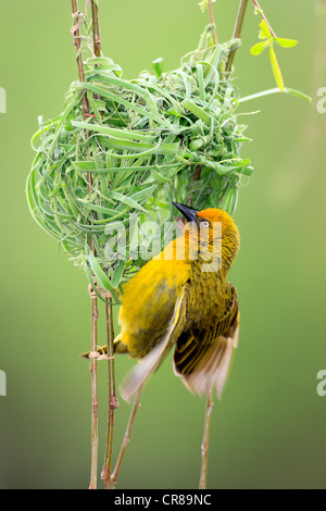Cape weaver (Textor capensis), male on nest, displaying, Stellenbosch, South Africa, Africa Stock Photo