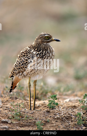 Spotted Thick-knee, Spotted Dikkop or Cape Thick-knee (Burhinus capensis), Mountain Zebra National Park, South Africa. Africa Stock Photo