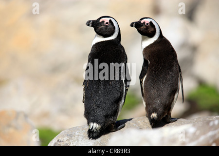 Pair of African Penguins or Black-footed Penguins (Spheniscus demersus) on rocks, Betty's Bay, South Africa, Africa