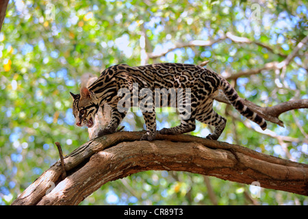 Ocelot (Leopardus pardalis), adult, male, tree, Honduras, South America Stock Photo