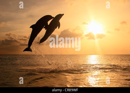Two Bottlenose Dolphins (Tursiops truncatus), adult, jumping out of the sea, Roatan, Honduras, Caribbean, Central America Stock Photo