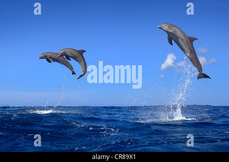 Three Bottlenose Dolphins (Tursiops truncatus), adult, jumping out of the sea, Roatan, Honduras, Caribbean, Central America Stock Photo