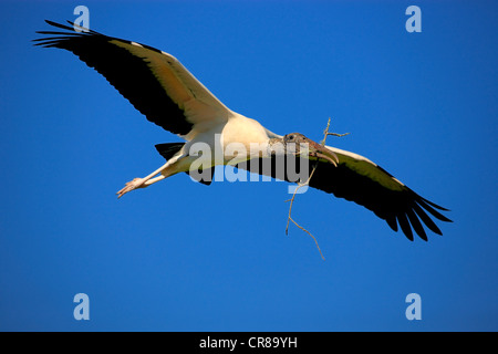 Wood Stork (Mycteria americana), adult, flying with nesting material, Florida, USA, America Stock Photo