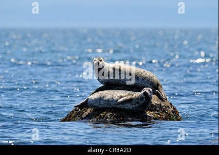Harbour Seal (Phoca vitulina) basking on rock Vancouver Island British Columbia Stock Photo