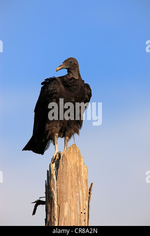 Black Vulture (Coragyps atratus), adult perched, Florida, USA, America Stock Photo