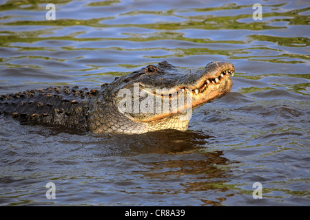 American Alligator (Alligator mississippiensis), adult, in water, Florida, USA, America Stock Photo
