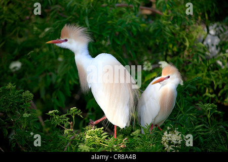 Cattle egret (Bubulcus ibis), adult, couple, on tree, Florida, USA Stock Photo