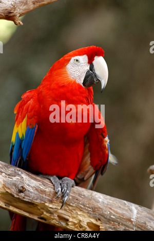 Scarlet Macaw (Ara macao), adult, perched, South America Stock Photo