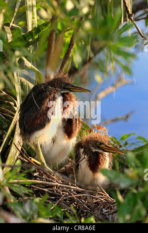 Tricolored Heron (Egretta tricolor), young birds in nest, Florida, USA, America Stock Photo