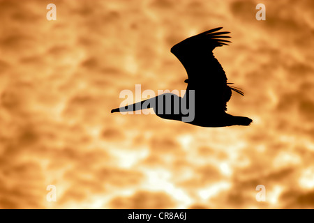 Brown Pelican (Pelecanus occidentalis), adult, flying, sunset, clouds, Florida, USA, America Stock Photo