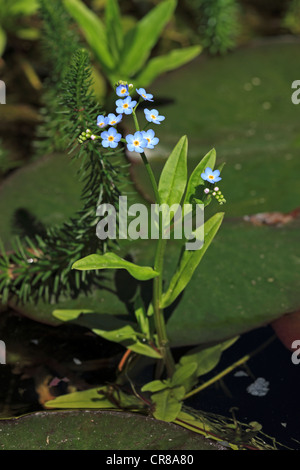 Water forget-me-not or True forget-me-not (Myosotis palustris), flowering, at pond Stock Photo