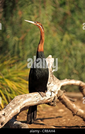 African Darter or Snakebird (Anhinga rufa), perched adult, Africa Stock Photo